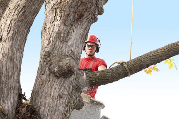 How Our Tree Care Process Works  in  Gordon, PA